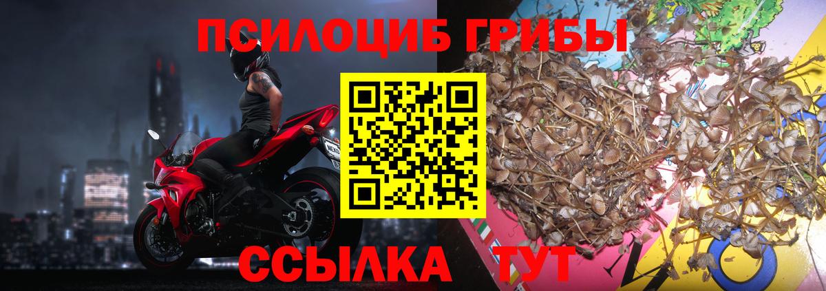 Псилоцибиновые грибы MAGIC MUSHROOMS  Псилоцибиновые грибы Psilocybine cubensis  Вход с VPN  как найти закладки  Коряжма 